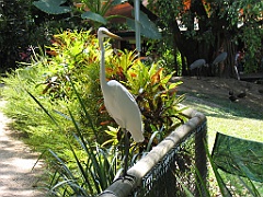 CairnsTC214 Cairns Tropical Zoo